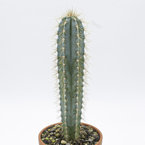 Pilosocereus azureus