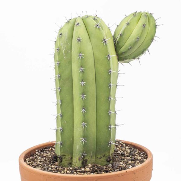 Polaskia chichipe 1-armig