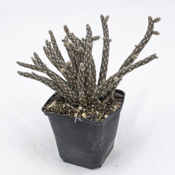 Pterocactus tuberosus creme-gelb