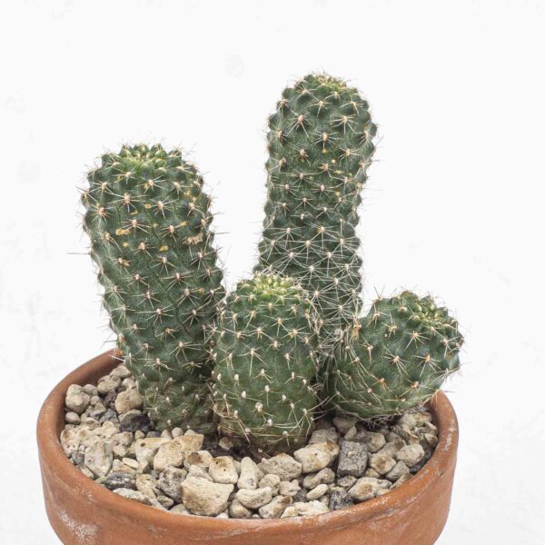 Rebutia sp.n. Zapatocare
