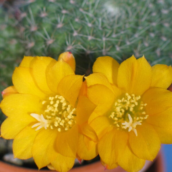 Rebutia marsoneri
