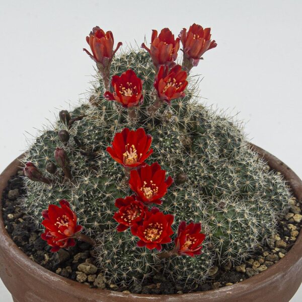 Rebutia negrispina