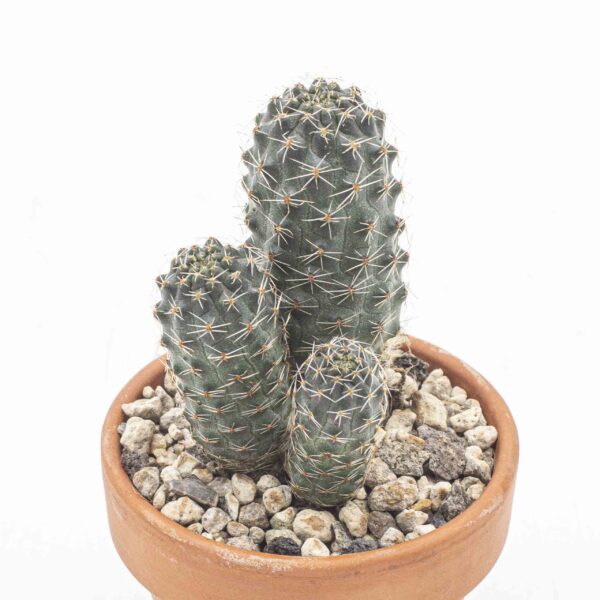Rebutia pygmea v.violacea orangerot