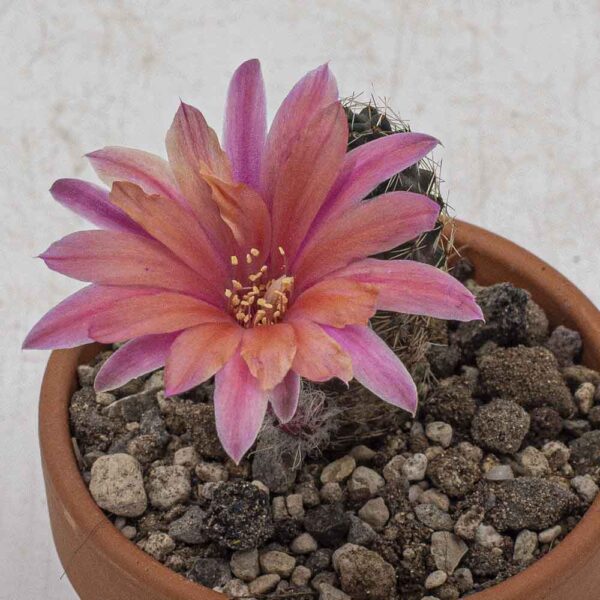 Rebutia pygmea v. violascens WK874