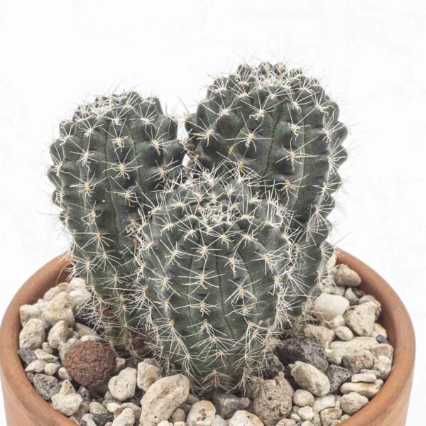 Rebutia steinmannii rote Blüte