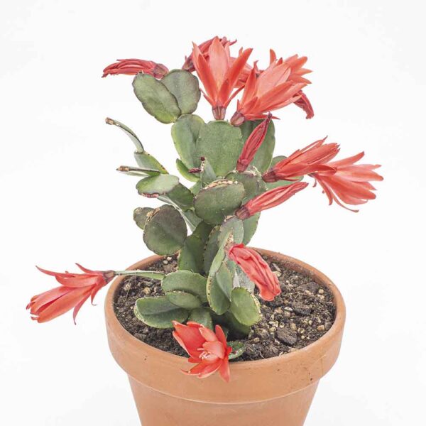 Rhipsalidopsis-Hybride rot