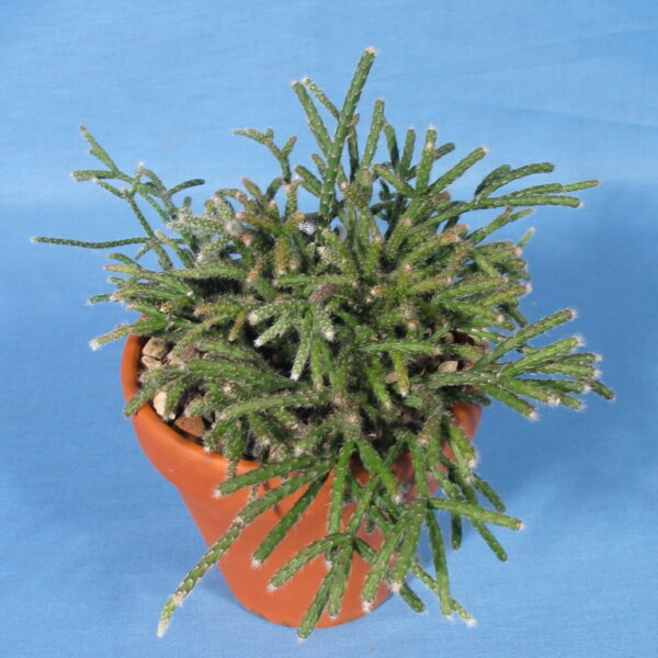 Rhipsalis pilocarpa