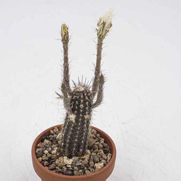 Setiechinopsis mirabilis