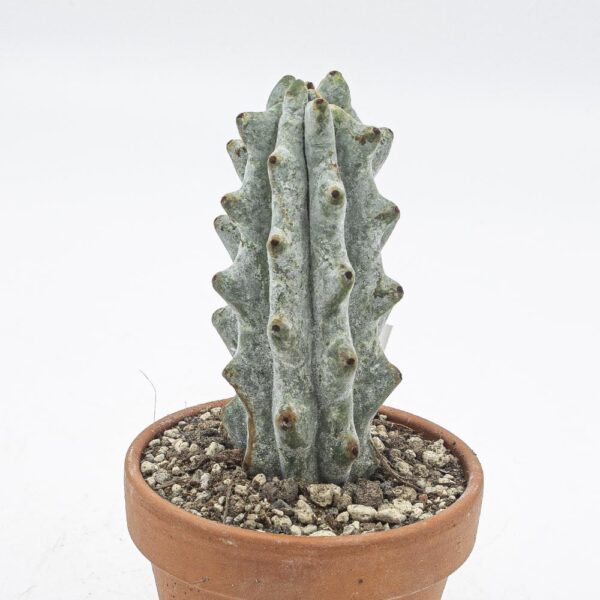 Stenocereus beneckei