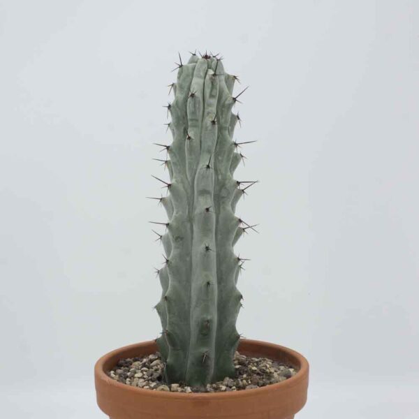 Stenocereus beneckei