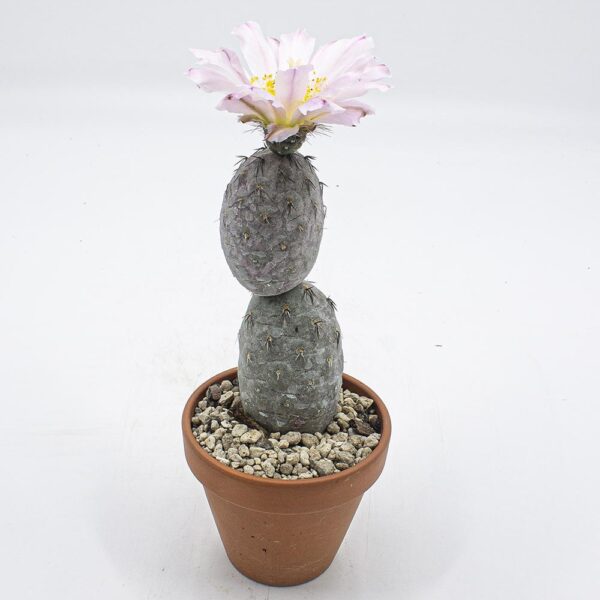 Tephrocactus geometricus rubra 2er