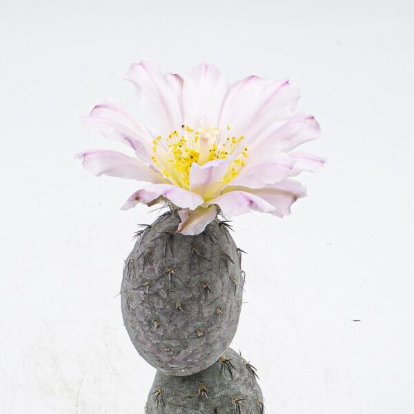 Tephrocactus geometricus rubra 2er – Bild 4