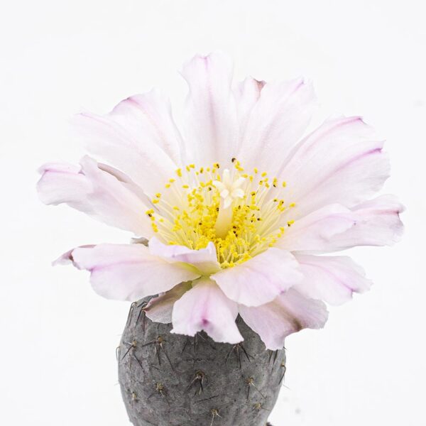 Tephrocactus geometricus rubra 2er – Bild 2