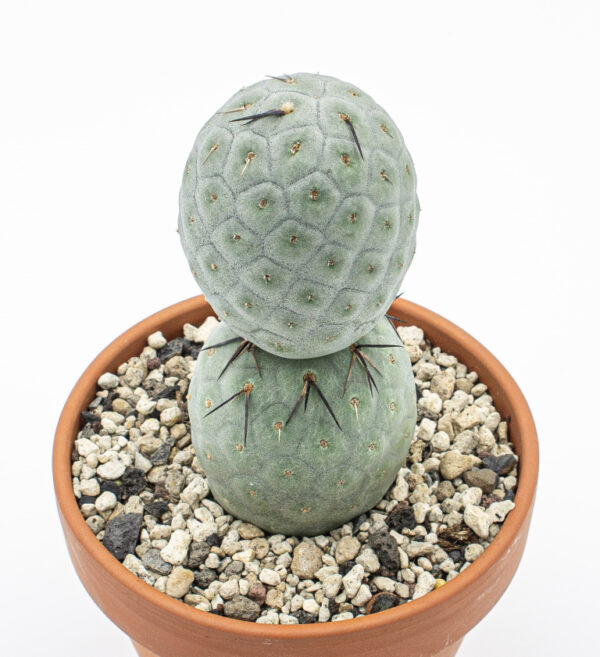 Tephrocactus geometricus 2er – Bild 2