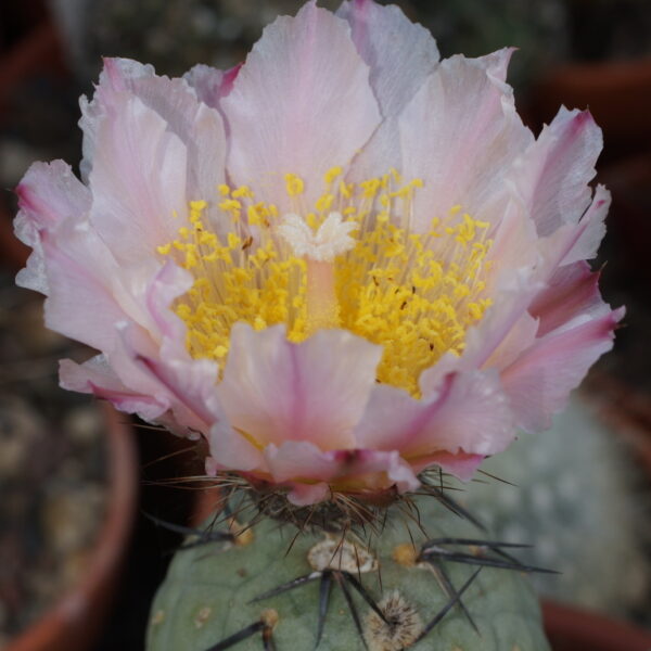 Tephrocactus geometricus 2er – Bild 3