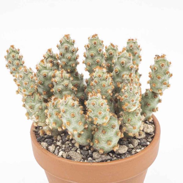 Tephrocactus mollnensis