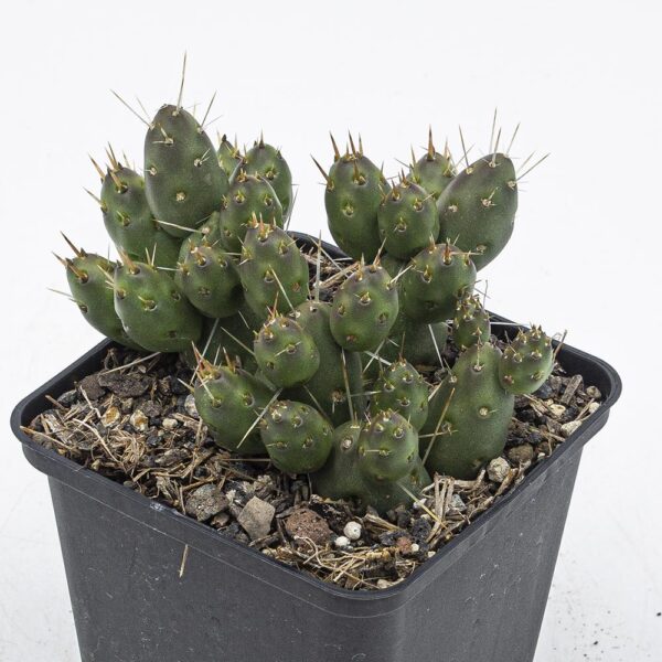 Tephrocactus ovata