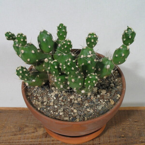 Tephrocactus pentlandii gross – Bild 2