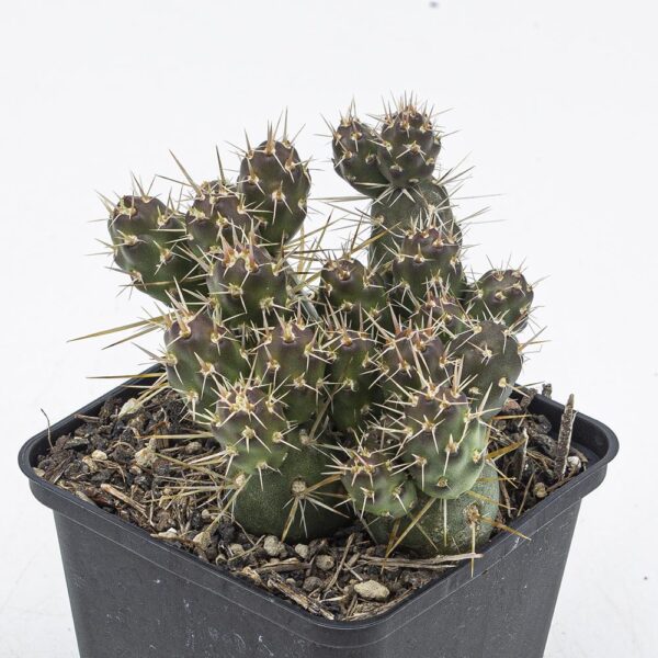 Tephrocactus platyacantha