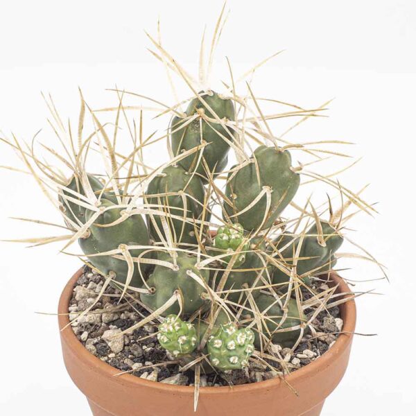 Tephrocactus platyacanthus