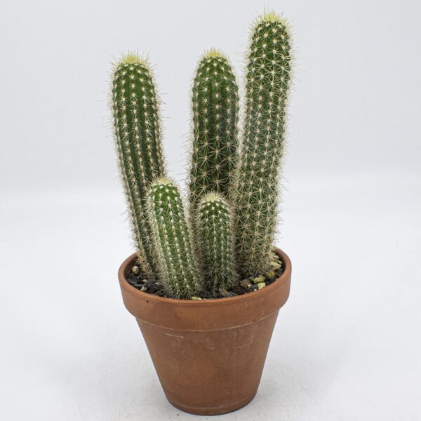 Trichocereus camarquensis