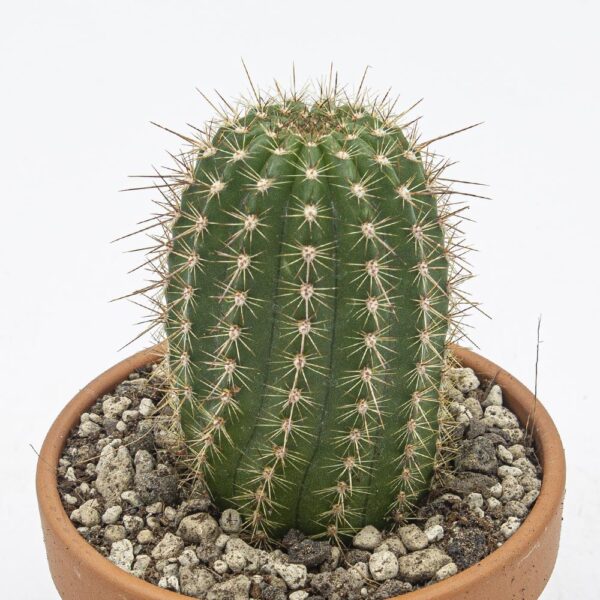 Trichocereus rote Blüte