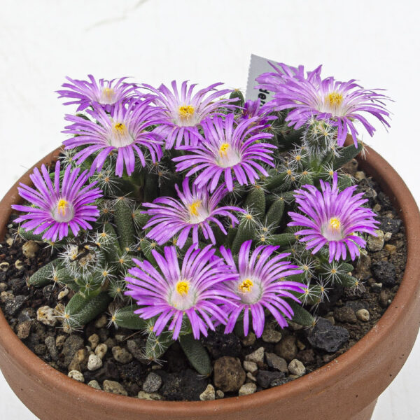 Trichodiadema densum