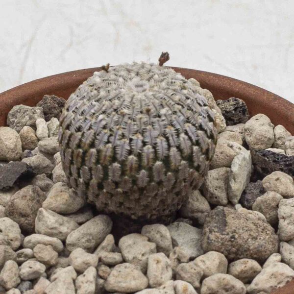 Turbinicarpus pseudopectinatus rosa Blüte