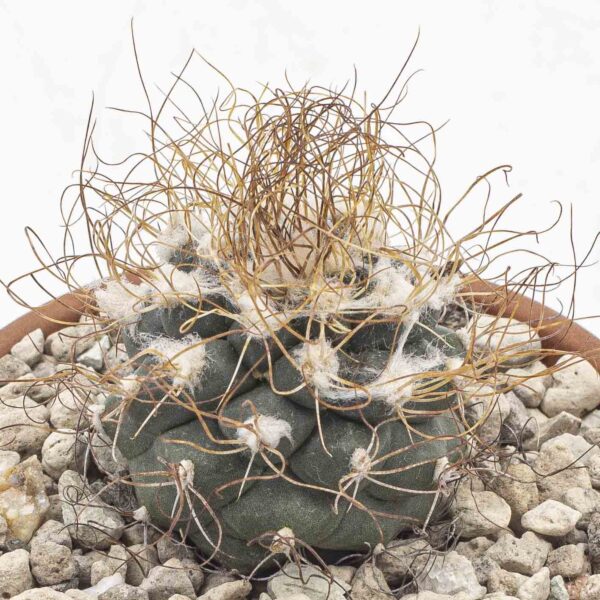 Turbinicarpus pseudomacrochele