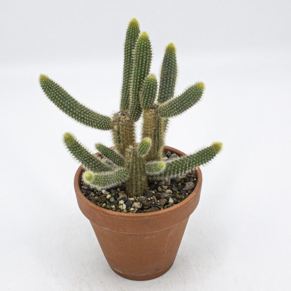 Weberbaurocereus johnsonii buschig
