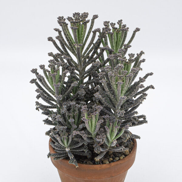 Kalanchoe tubiflora