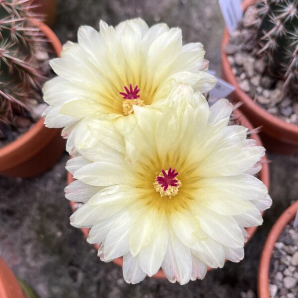 Notocactus notabilis