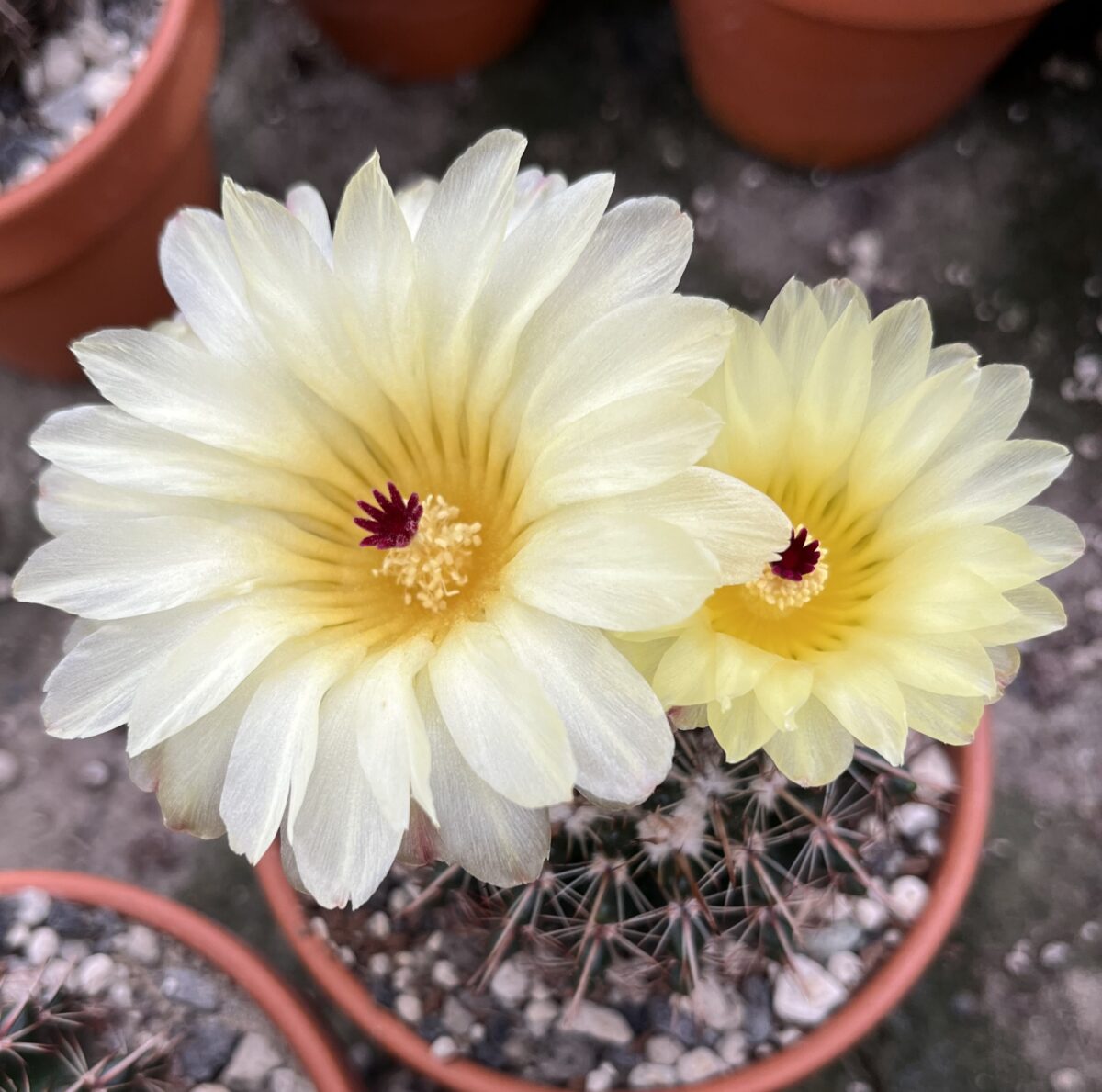 Notocactus notabilis – Bild 4