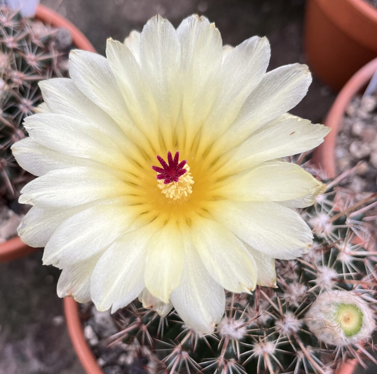 Notocactus notabilis – Bild 3