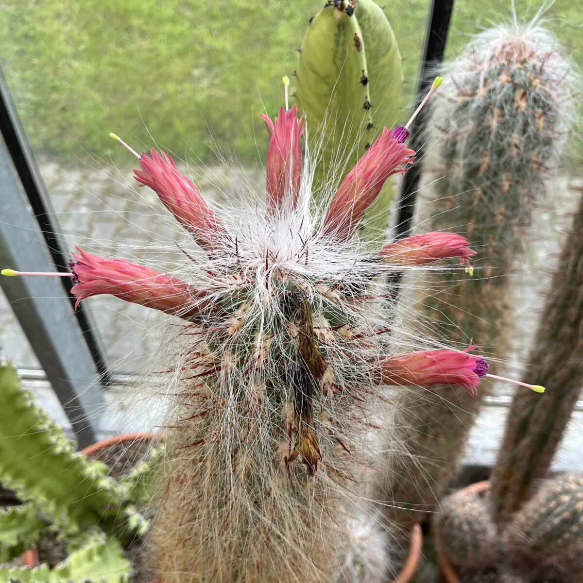 Oreocereus celsianus – Bild 3
