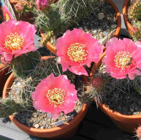 Opuntia Hybride "Rom" - Kakteen Gautschi
