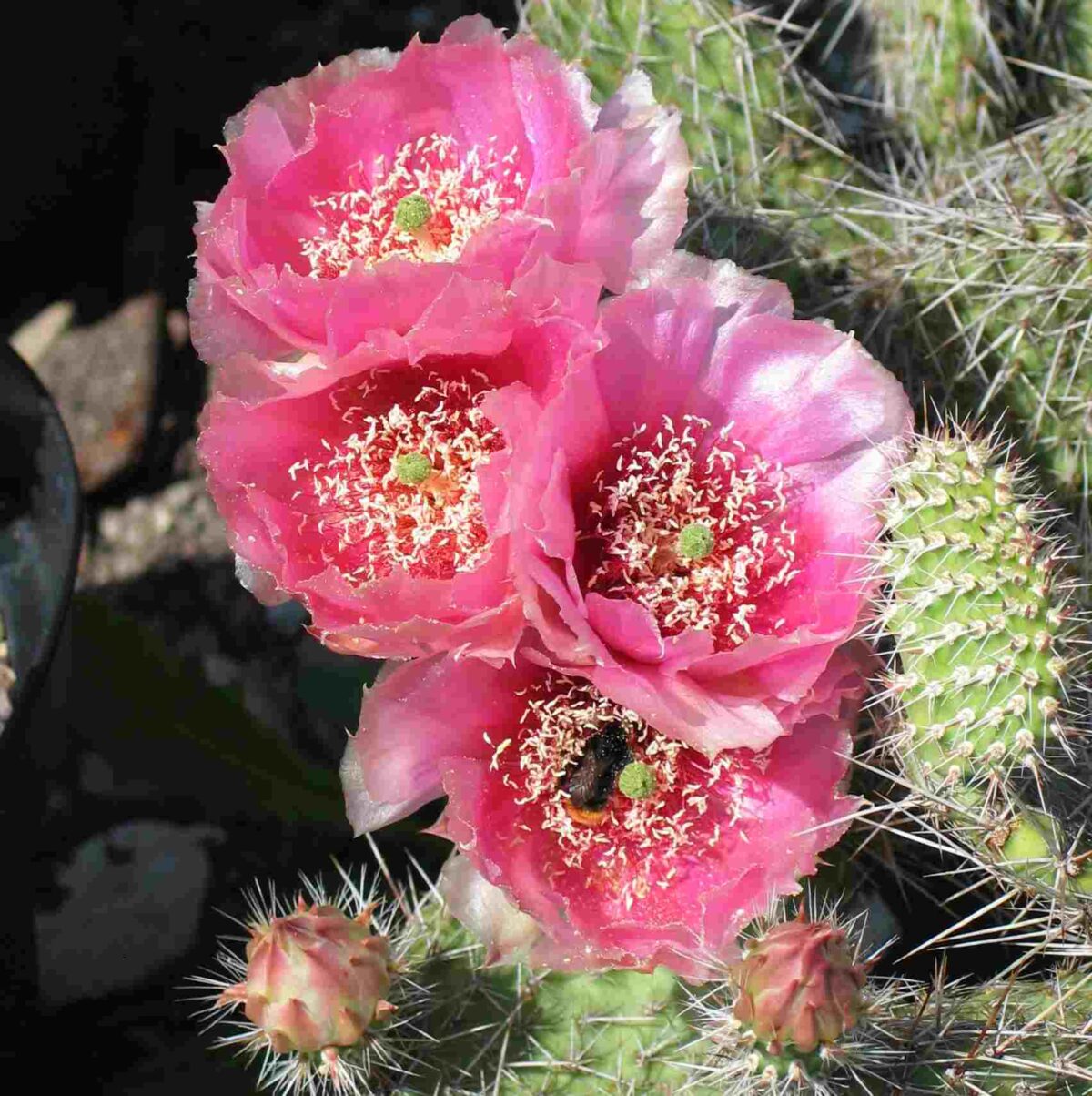 Opuntia Hybride "Rom"