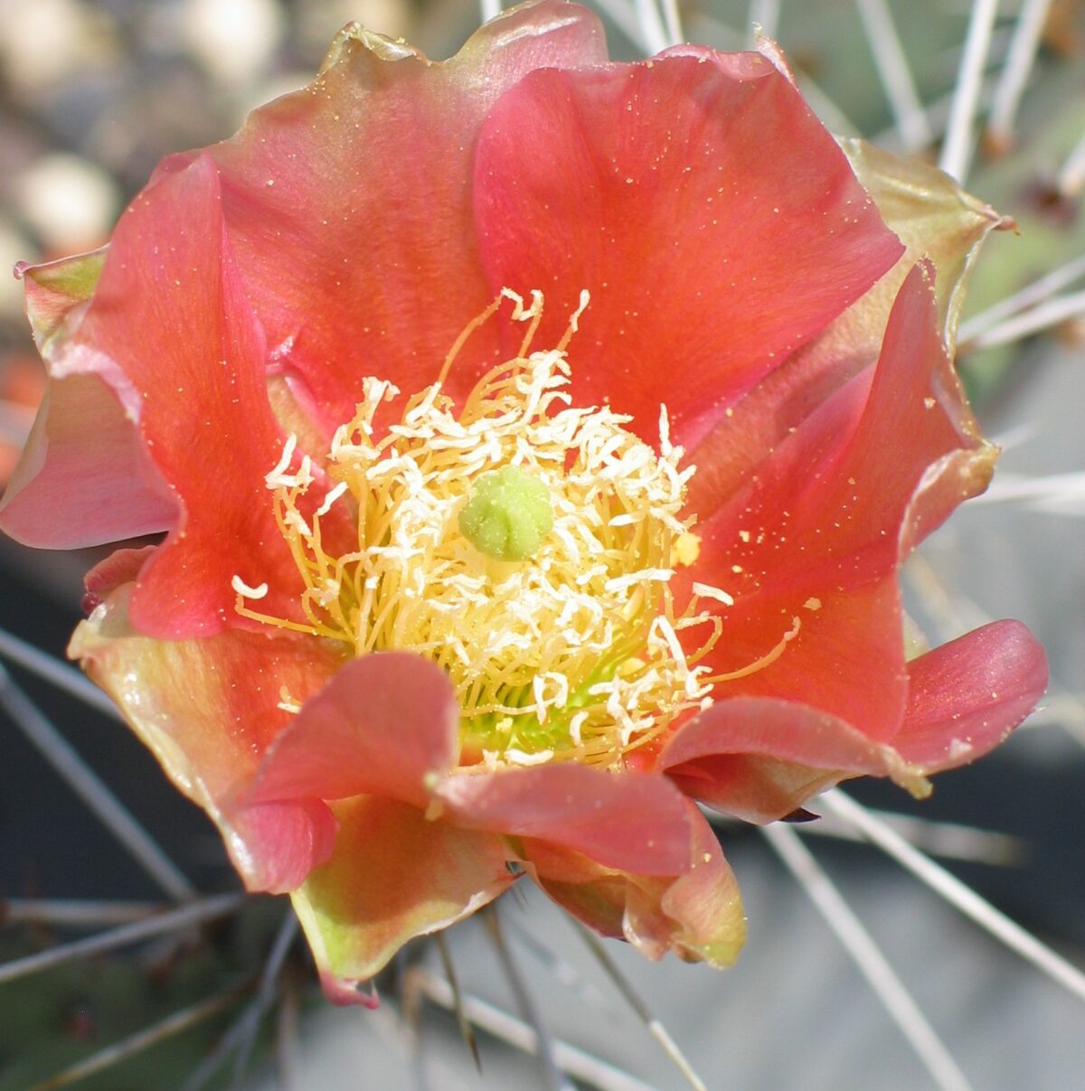 Opuntia "Salmonea Richter" gross – Bild 2
