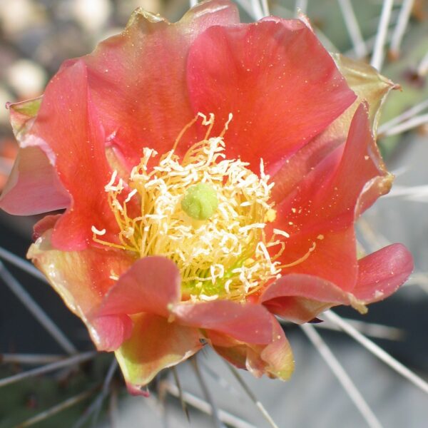 Opuntia "Salmonea Richter" blühfähig