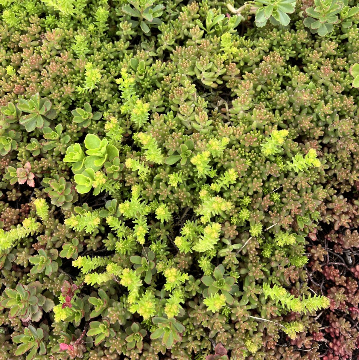 Phedimus-Matte – Bild 7