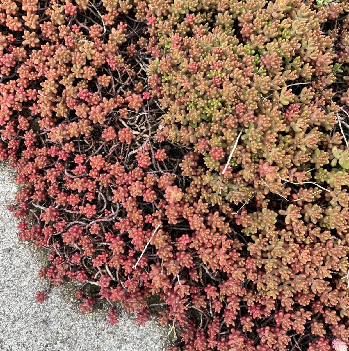 Phedimus-Matte – Bild 2