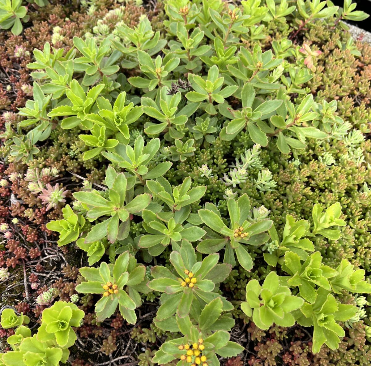 Phedimus-Matte – Bild 6