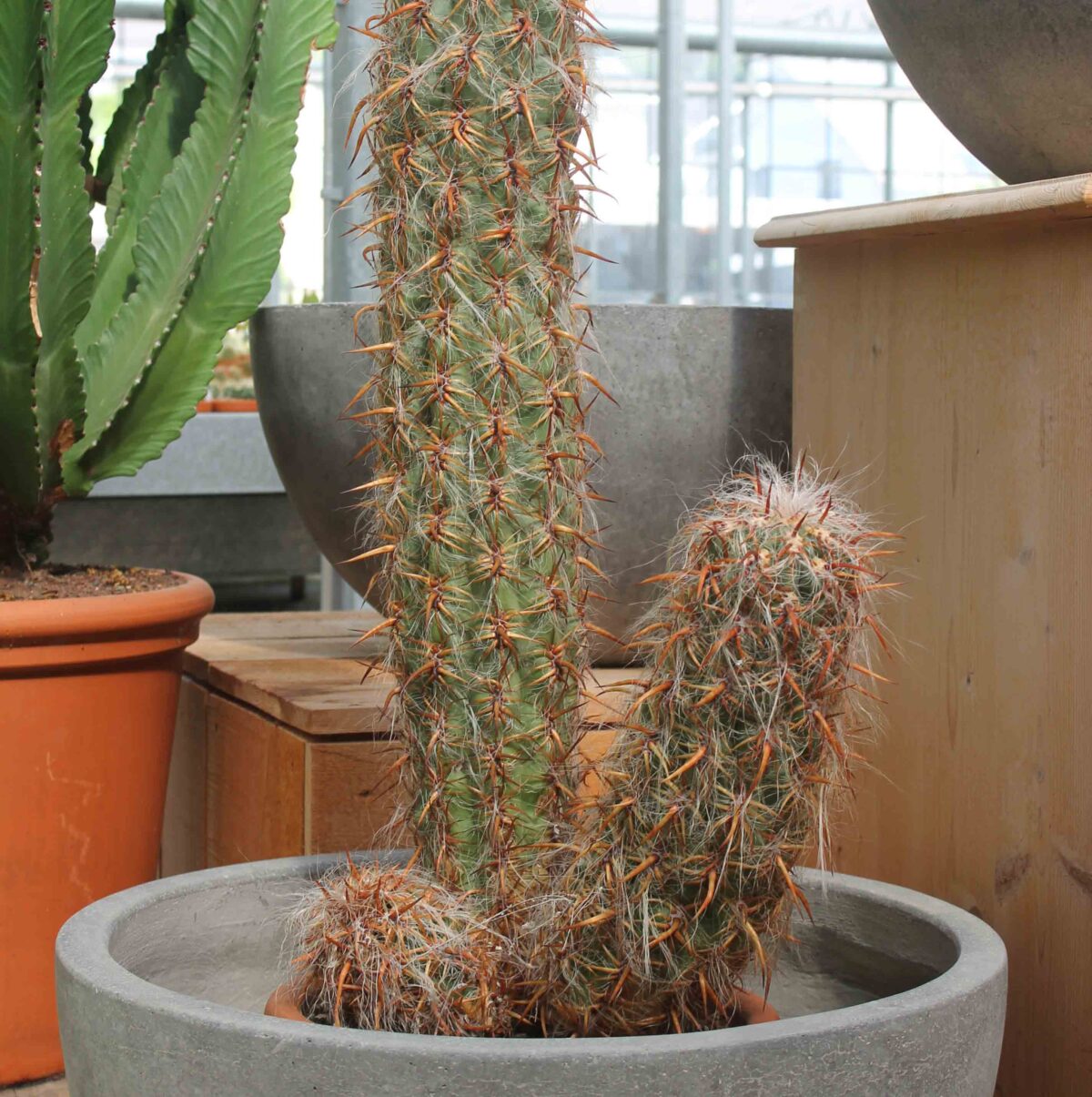 Oreocereus celsianus Solitär