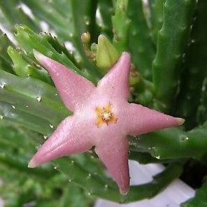 Stapelia divaricata