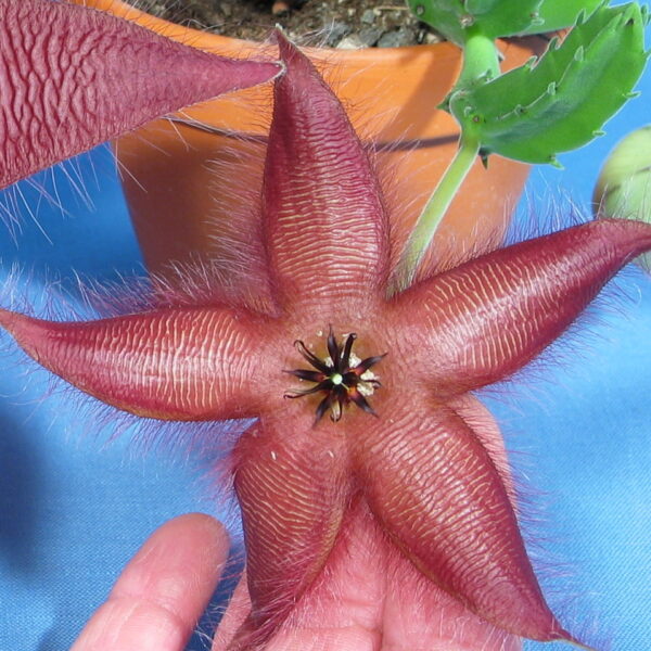 Stapelia hirsuta