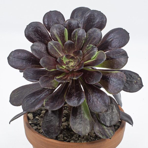 Aeonium "Big Bang Plus"