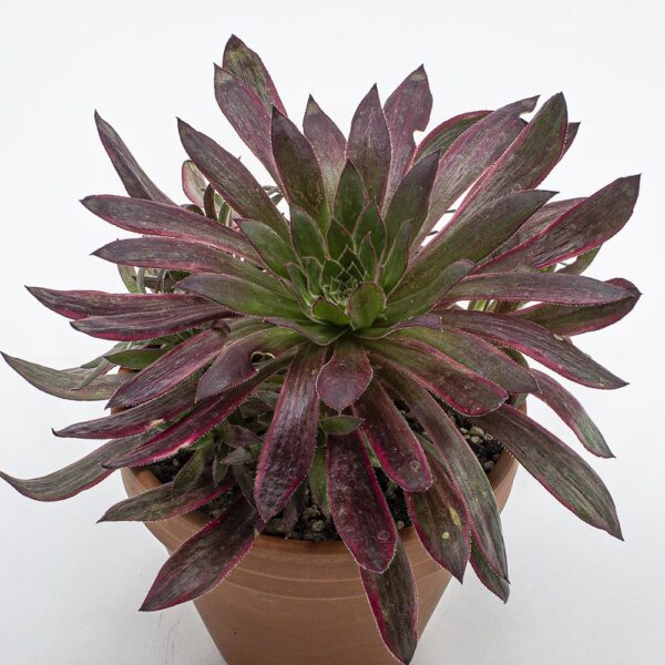Aeonium "Black Magic"