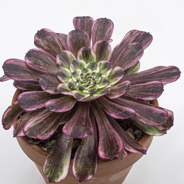 Aeonium "Eden"