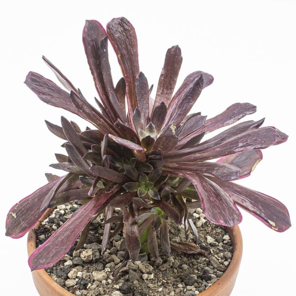 Aeonium "Ink Painting"