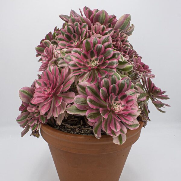 Aeonium Pink Witch gross